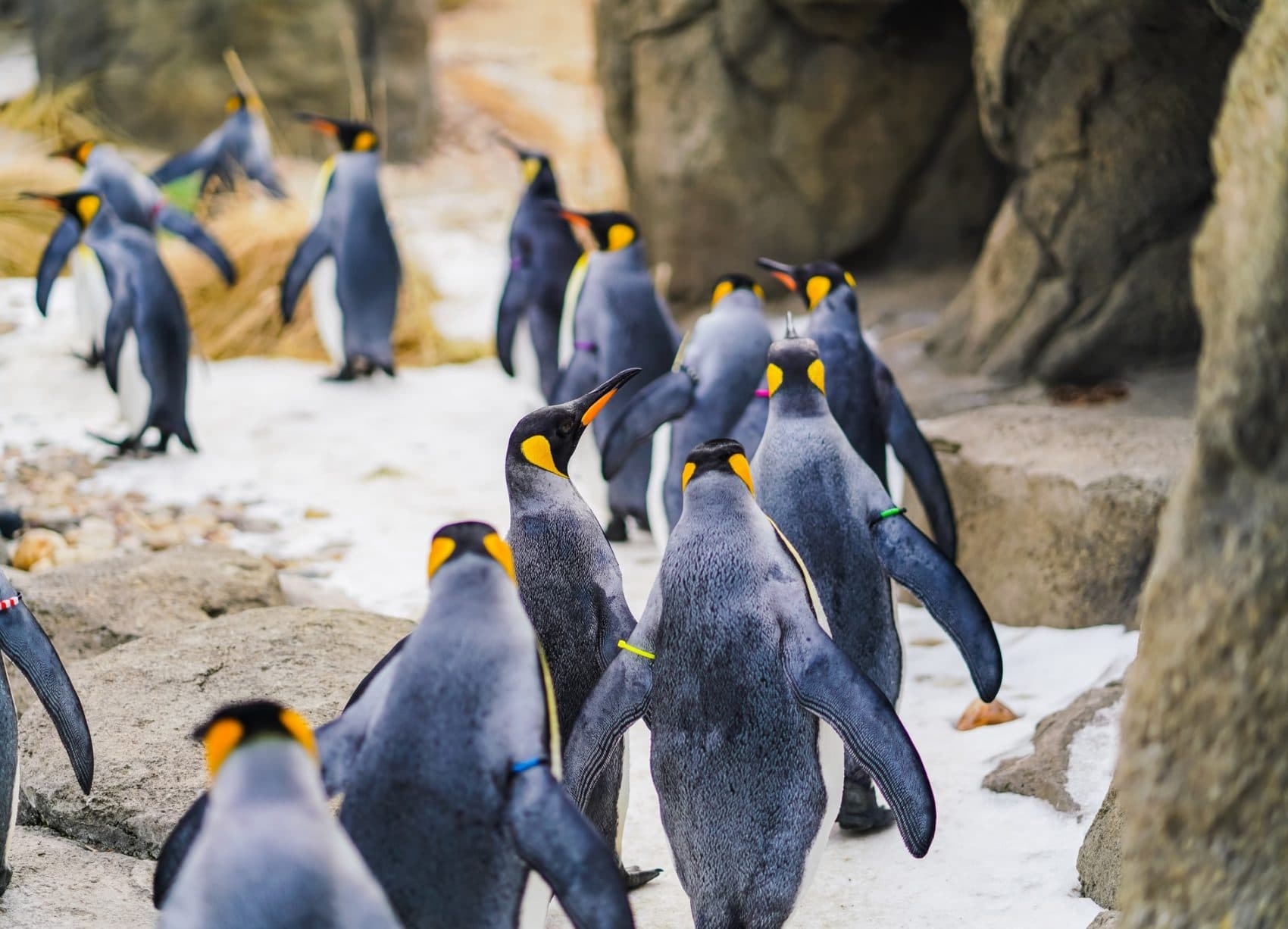 The Evolutionary Origins of Penguins: Why They Are Not Arctic Animals