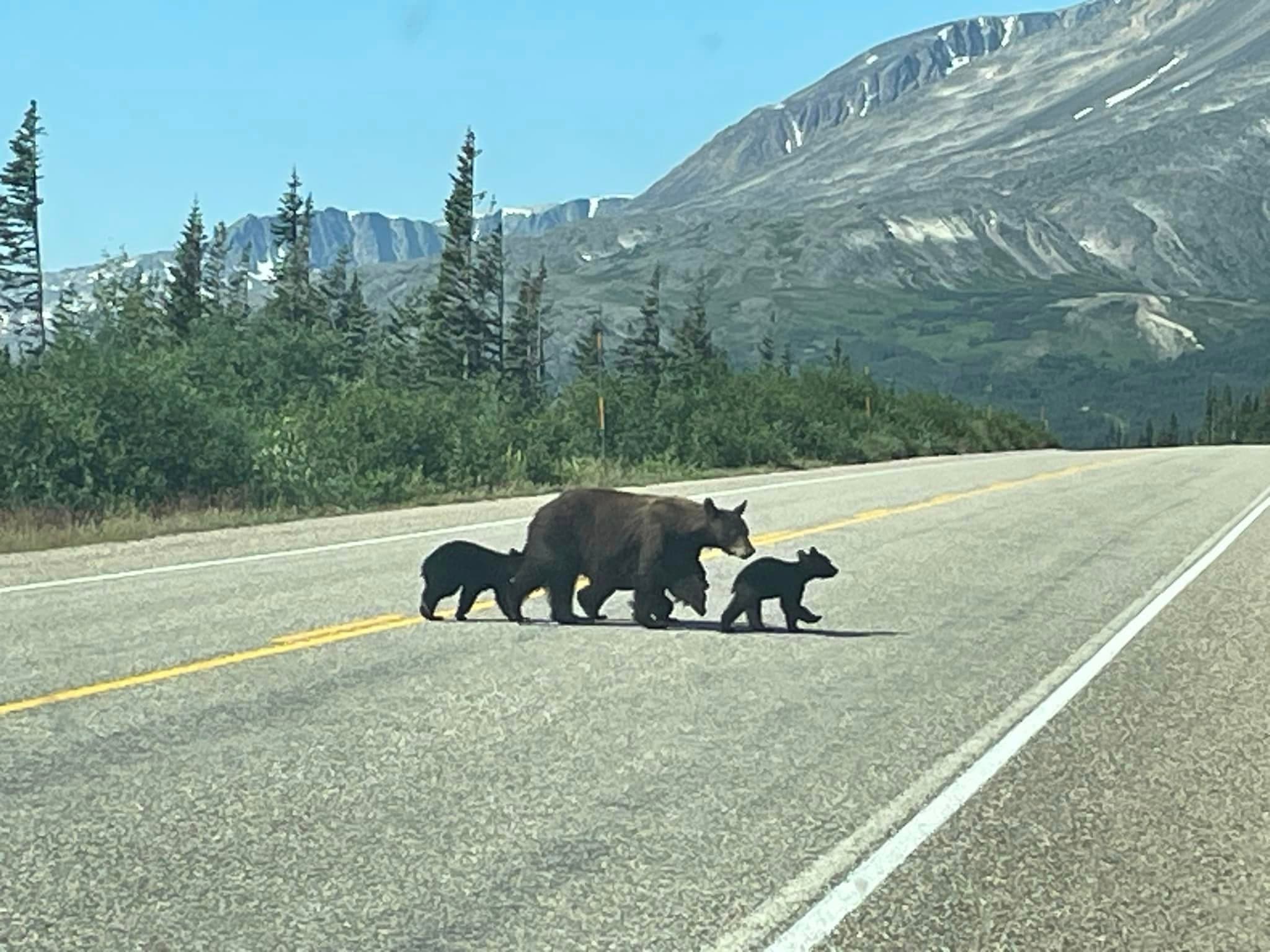 Managing Human-Bear Conflict: What You Need to Know for Peak Season