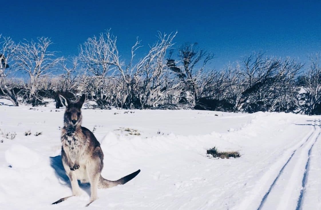 2026 Australian Ski Season: Resort Opening Dates and Early Outlook